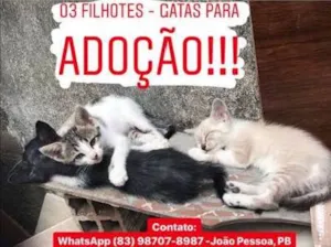 Gato raça misturado idade 2 a 6 meses nome Filhotes Gatas