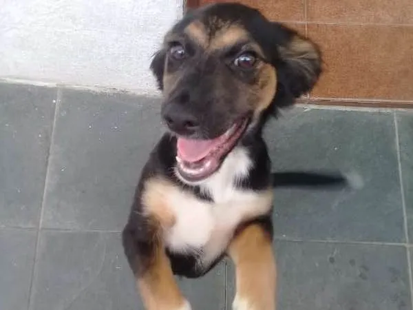 Cachorro ra a SRD idade 2 a 6 meses nome Belinha