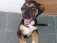 Belinha