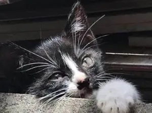 Gato raça misturada idade 2 a 6 meses nome Pretinha Filhote