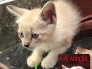 Gato raça misturado idade 2 a 6 meses nome Siamês