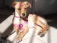 Penélope 