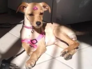 Cachorro raça Vira lata  idade 7 a 11 meses nome Penélope 