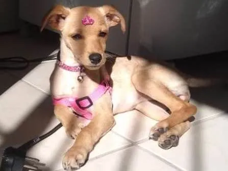 Cachorro ra a Vira lata  idade 7 a 11 meses nome Penélope 