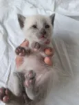 Miau