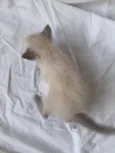 Miau