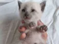 Miau