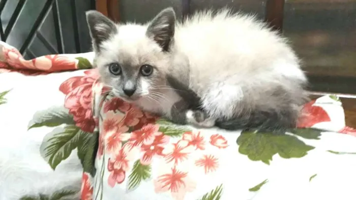 Gato ra a  idade Abaixo de 2 meses nome Tita 