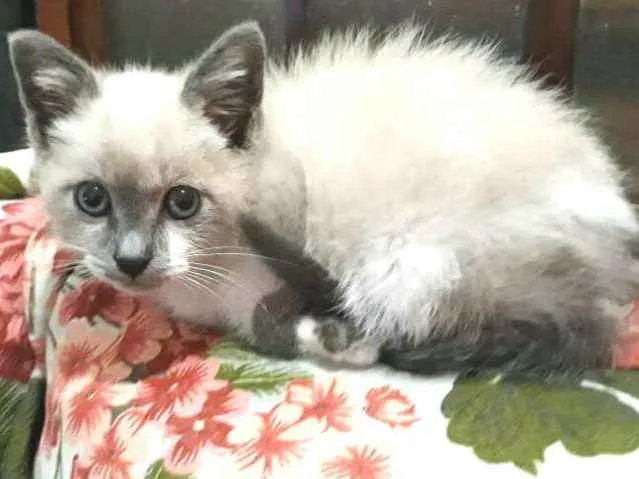 Gato ra a  idade Abaixo de 2 meses nome Tita 
