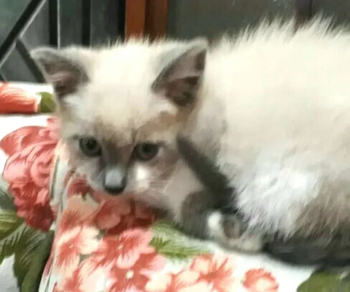 Gato ra a  idade Abaixo de 2 meses nome Tita 