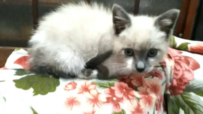 Gato ra a  idade Abaixo de 2 meses nome Tita 