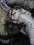 Gatinho