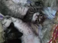 Gatinho