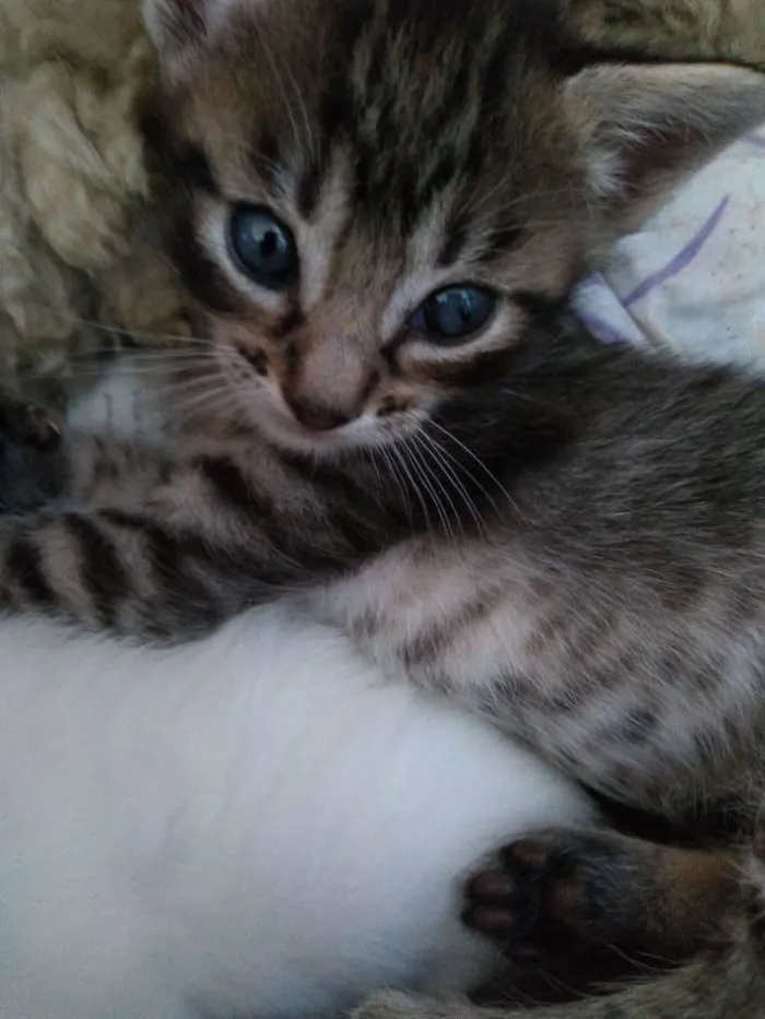 Gato ra a Não definida idade Abaixo de 2 meses nome Gatinho