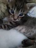 Gatinho