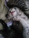 Gatinho
