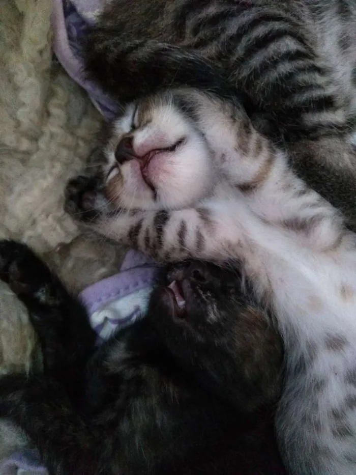 Gato ra a Não definida idade Abaixo de 2 meses nome Gatinho