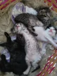 Gatinho