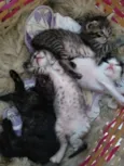 Gatinho