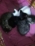 Gatinho