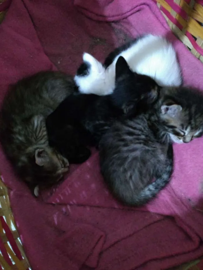 Gato ra a Não definida idade Abaixo de 2 meses nome Gatinho