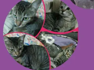 Gato raça Srd idade 2 a 6 meses nome Manu seus filhotes