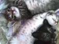 Gatinho