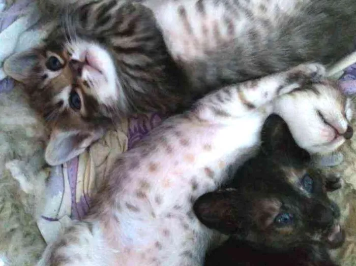 Gato ra a Não definida idade Abaixo de 2 meses nome Gatinho