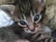 Gatinho