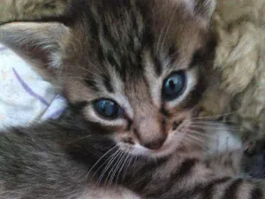 Gato raça Não definida idade Abaixo de 2 meses nome Gatinho