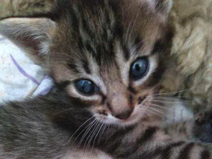Gato ra a Não definida idade Abaixo de 2 meses nome Gatinho