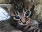 Gato raça Não definida idade Abaixo de 2 meses nome Gatinho