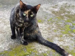 Gato raça Sem raça  idade 6 ou mais anos nome Magrinha 