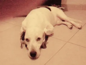 Cachorro raça  idade 6 ou mais anos nome Pirata