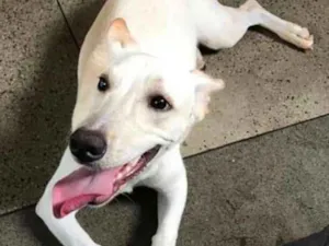 Cachorro raça Indefinida idade 7 a 11 meses nome Sem nome