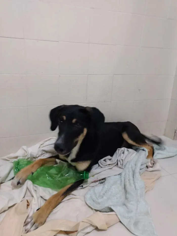 Cachorro ra a SRD idade 7 a 11 meses nome Lorenzo