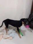 Lorenzo