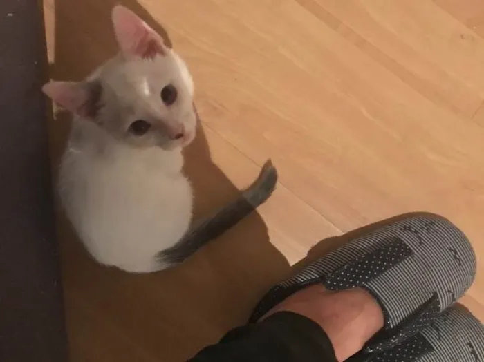 Gato ra a  idade 2 a 6 meses nome Ben
