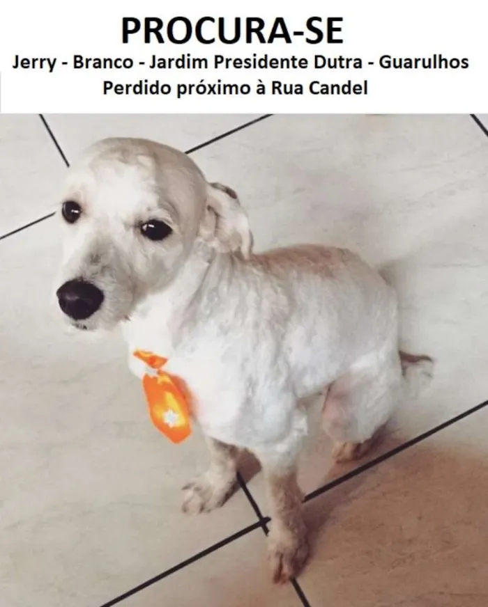 Cachorro ra a Poodle + Vira Lata idade 1 ano nome Jerry