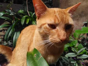 Gato raça Srd idade 1 ano nome Sem nome