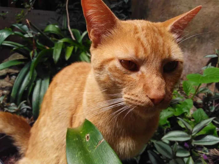 Gato ra a Srd idade 1 ano nome Sem nome