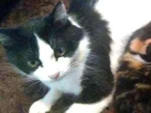 Gato raça Srd idade 2 anos nome Sem nome
