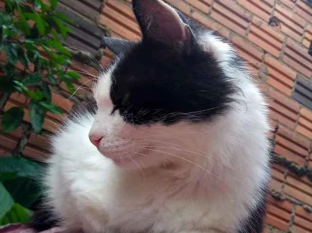 Gato ra a Srd idade 2 anos nome Sem nome