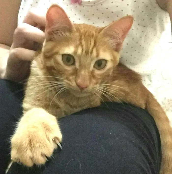 Gato ra a  idade 2 a 6 meses nome Luizinho 