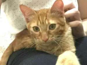 Gato raça  idade 2 a 6 meses nome Luizinho 