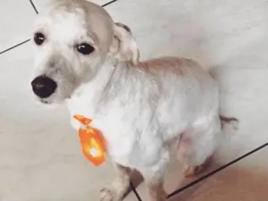 Cachorro raça Poodle + Vira Lata idade 1 ano nome Jerry