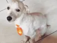 Jerry
