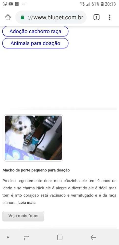 Cachorro ra a Bichon Frisé idade 6 ou mais anos nome Nick