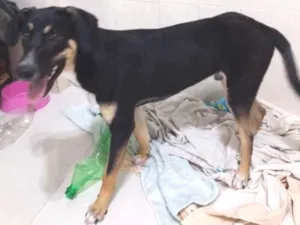 Cachorro raça SRD idade 7 a 11 meses nome Lorenzo