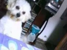 Cachorro ra a Bichon Frisé idade 6 ou mais anos nome Nick